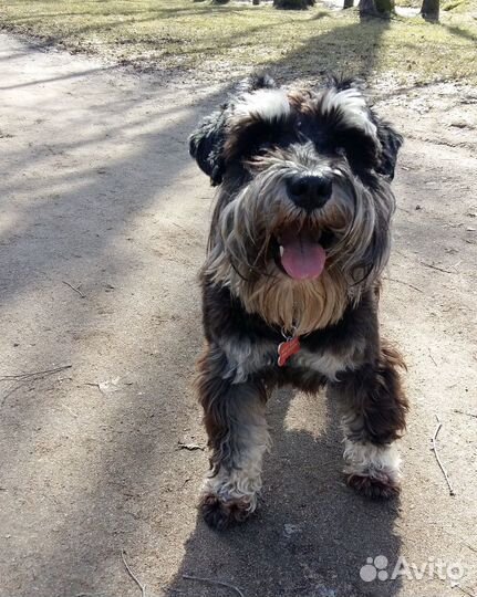 Домашняя передержка собак