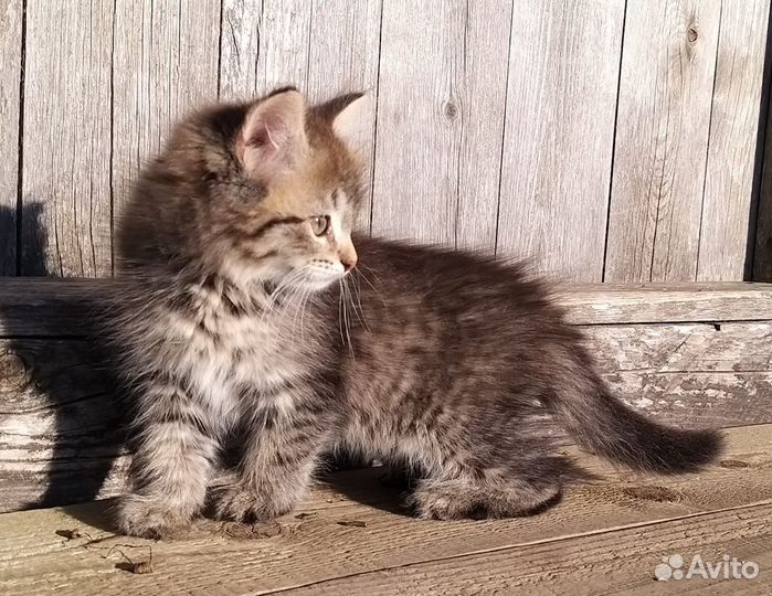 Маленькая девочка в хорошие руки