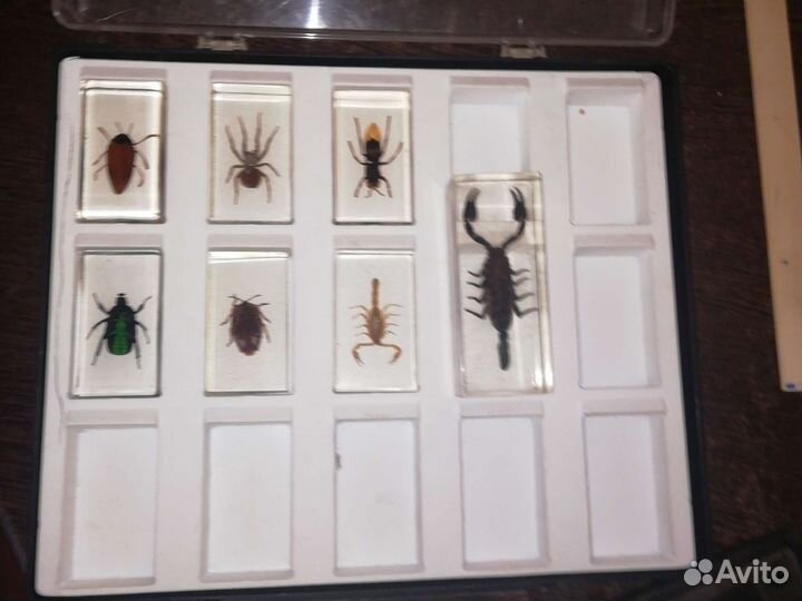 Насекомые в стекле