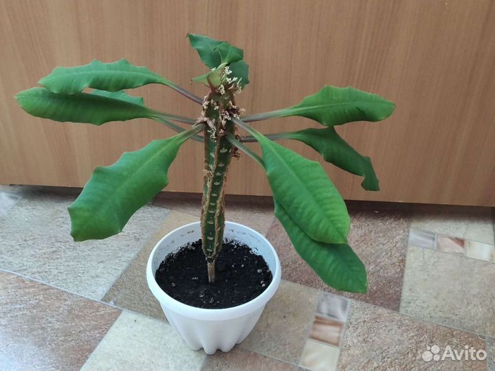 Комнатные растения