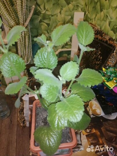 Мята крупнолистная, ароматная