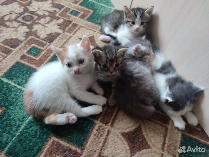 Котята в добрые руки