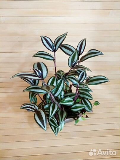 Трандесканция зебрина