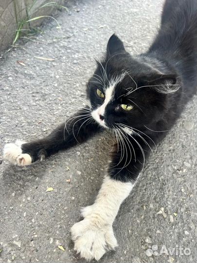 Котик ищет самую добрую маму на свете