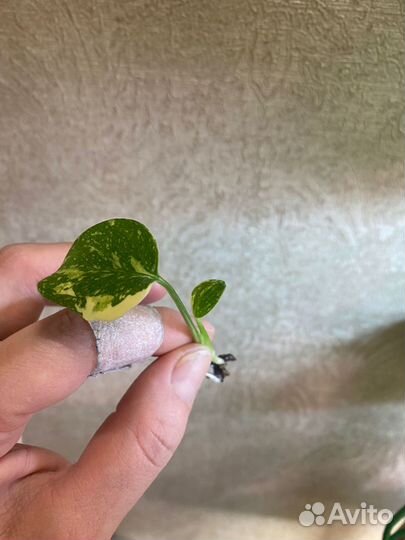 Монстера тайское созвездие