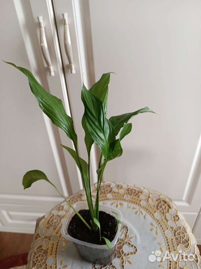 Спатифиллум