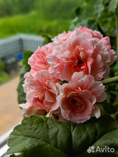 Пеларгония сортовая