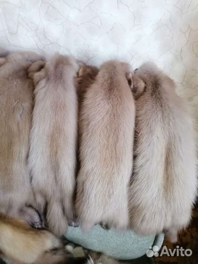 Шкуры куницы