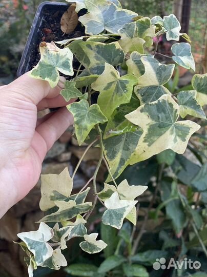Плющ сортовой пестролистный