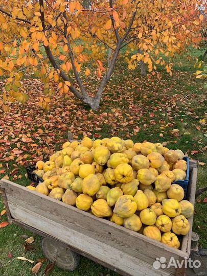 Айва крупная сортовая