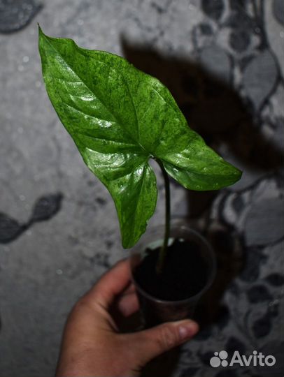 Комнатные растения