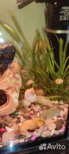 Ампулярии обмен на растения или по 10 р штука