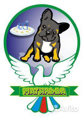 Клуб собак и кошек в Омске