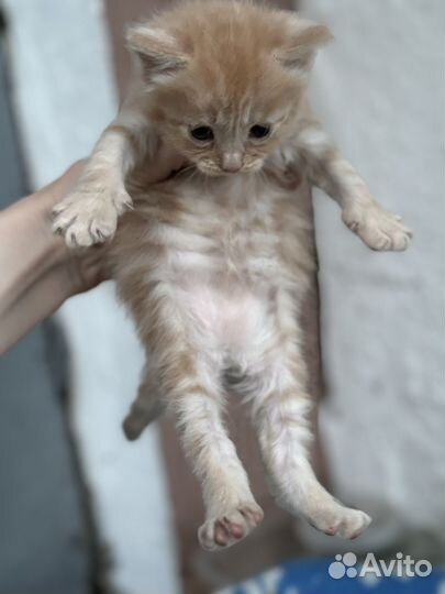 В добрые руки котята
