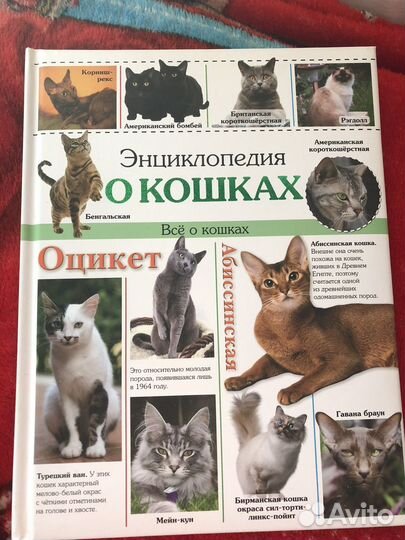 О кошках