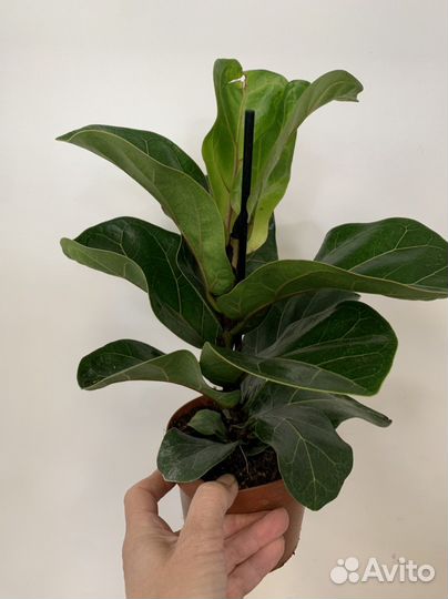 Фикус лирато бамбино