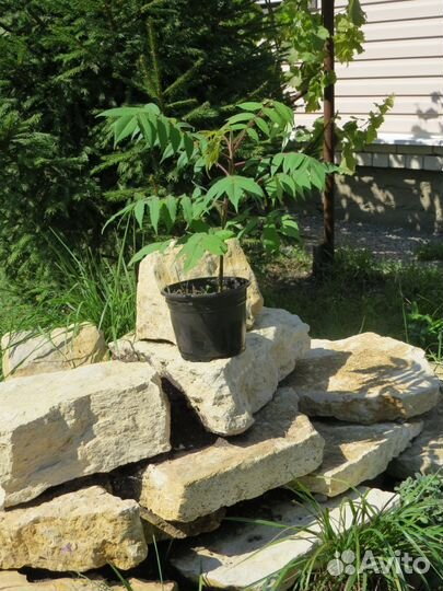 Продаю саженцы дерева сумах уксусный (оленерогий)