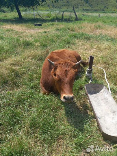 С/х Животное