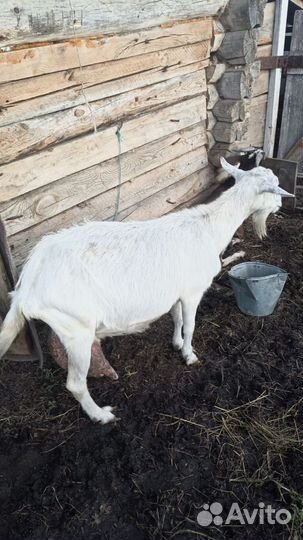 Козы, козлята