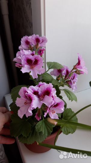 Королевская пеларгония (герань)