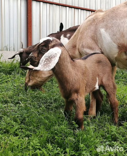 Козлик 80+ Англо-нубиец