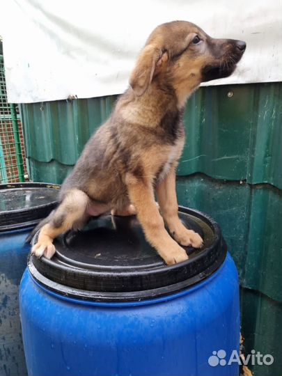 Щенок из приюта в добрые руки бесплатно