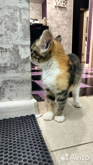 Ищет дом трёхцветный котенок