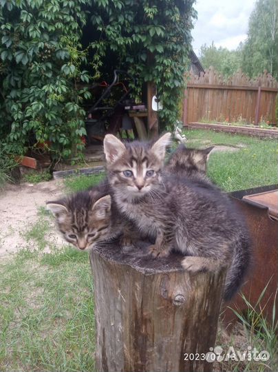 Котенок