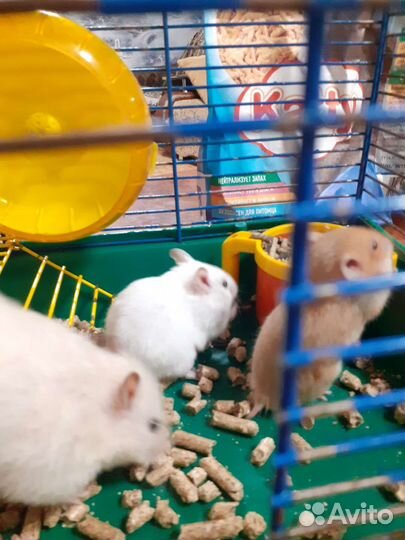 Сирийский хомяк бесплатно