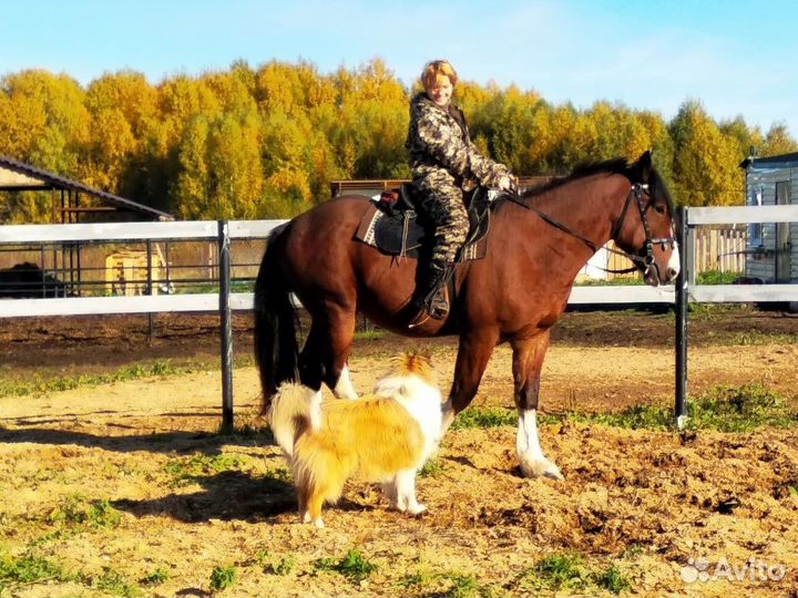 Владимирский жеребчик