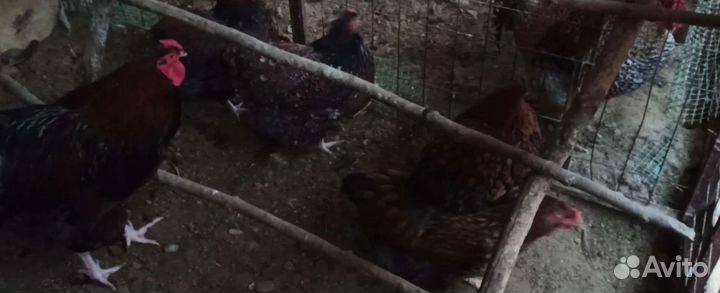 Цыплята от породных кур