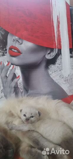 Кошка в дар