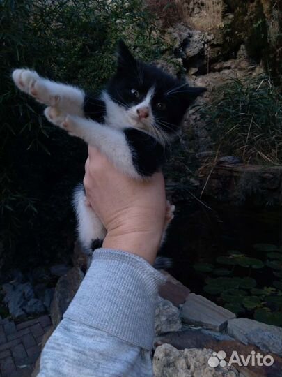 Котята в смокингах