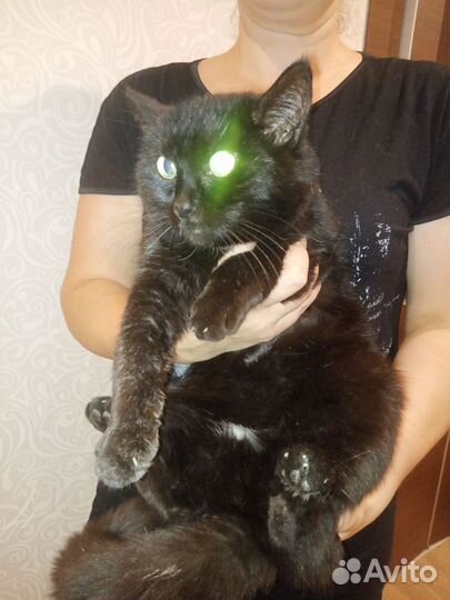 Кошка Муся