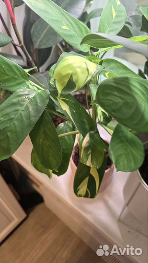 Ктенанта лубберса