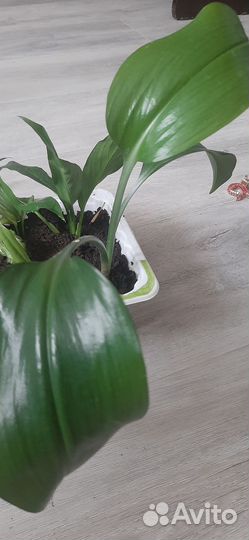 Эухарис амазонская лилия