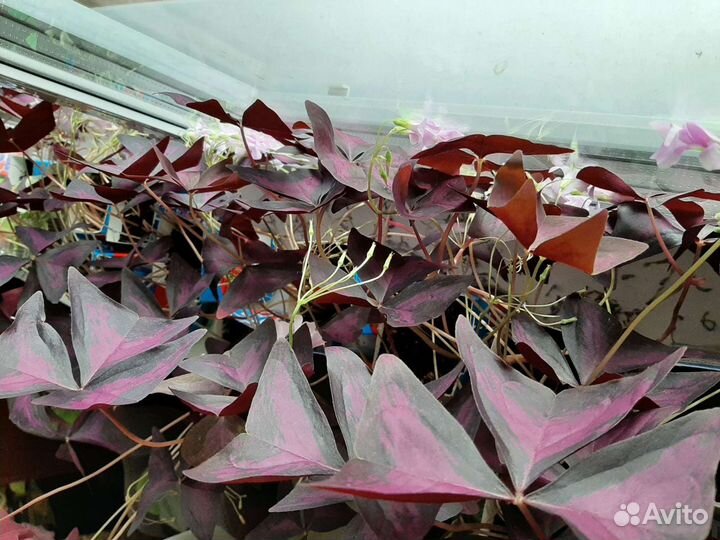 Кислица фиолетовая (оксалис)