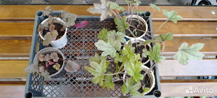 Пеларгония герань, многолетники