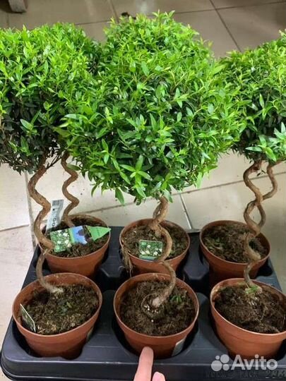 Комнатные цветы шефлера, мирт, жасмин, гардения