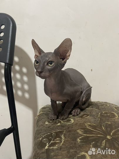 Канадский сфинкс