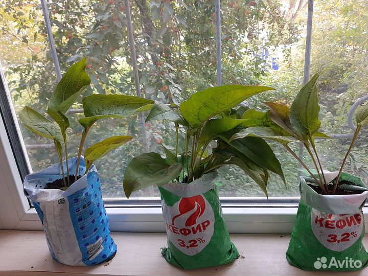 Цветы многолетники