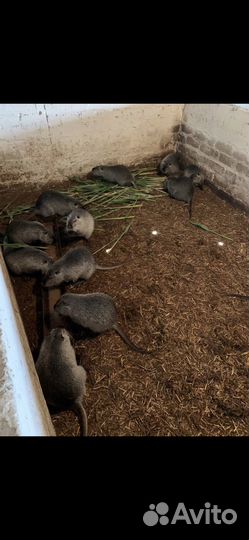 Нутрии серебро