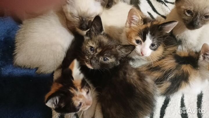 Кошки в добрые руки