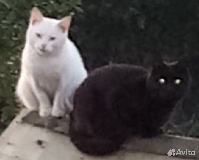 Передержка собак и кошек