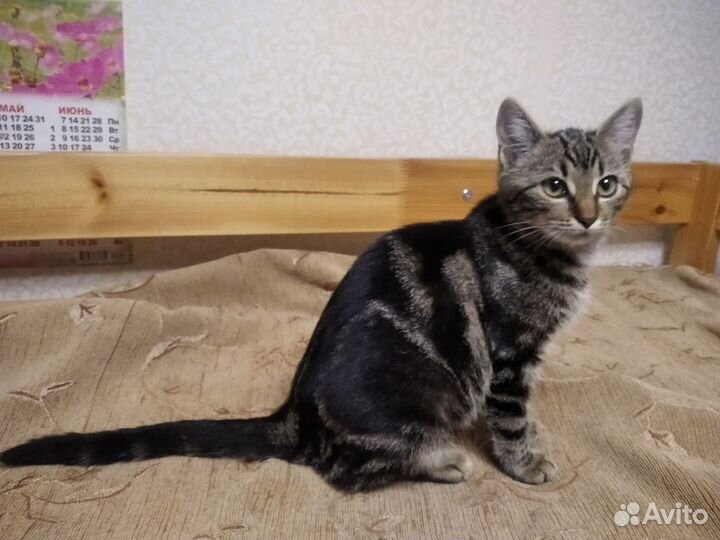 Котенок Кошечка Ореанда