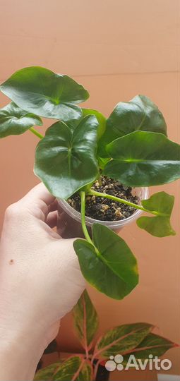 Филодендрон