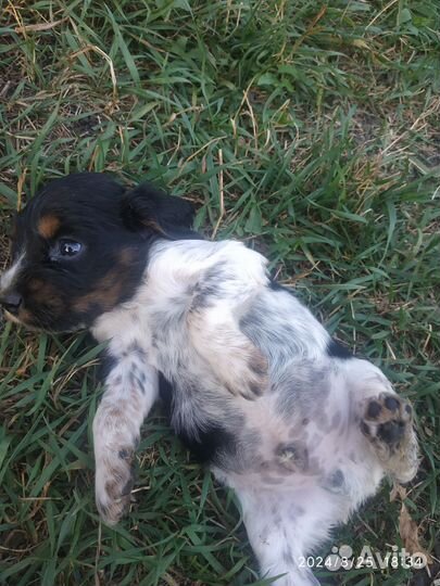 Щенки английский кокер спаниель