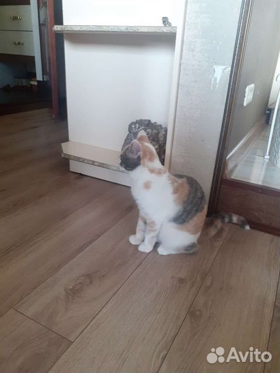 Кошка в дар бесплатно