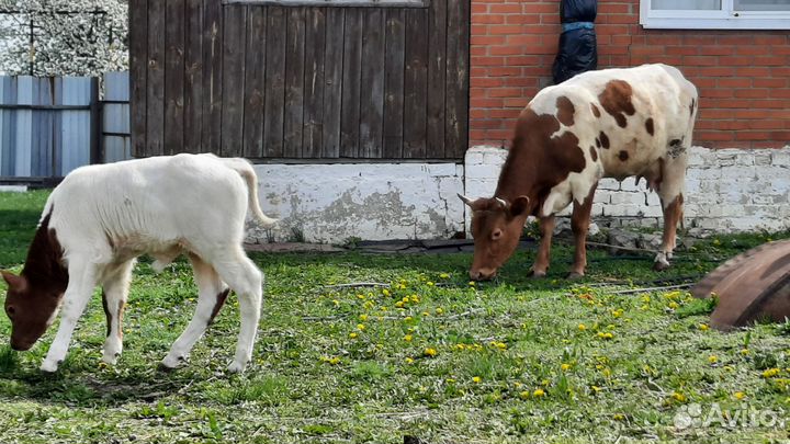 Корова дойная с телёнком телёнка бычок