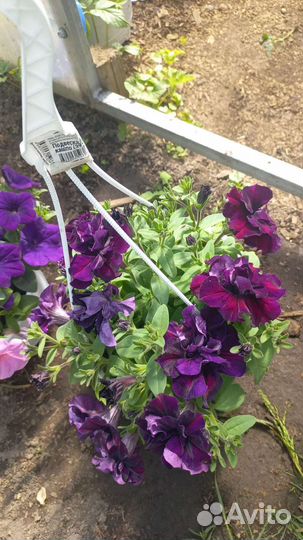 Петуния ампельная кашпо